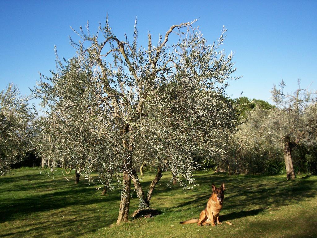 Podere Il Caggio Rooms San Gimignano Exteriör bild